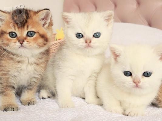 British Shorthair Kittens Ready To Go